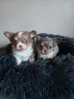 Chihuahua teefjes, Dieren en Toebehoren, België, Particulier, 8 tot 15 weken, Teef