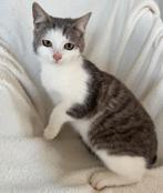 Boerderij kat / poes, Dieren en Toebehoren, Katten en Kittens | Overige Katten, Meerdere dieren, Kortharig, 0 tot 2 jaar