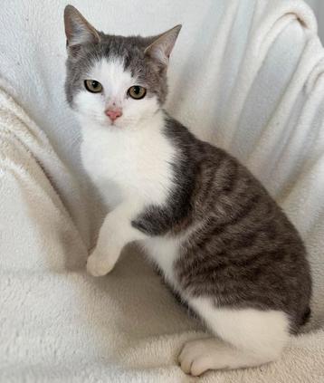 Boerderij kat / poes beschikbaar voor biedingen