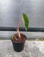 Colocasia pink China, Tuin en Terras, Planten | Tuinplanten, Ophalen of Verzenden, Zomer, Halfschaduw