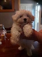 3 Maltese pups 2reutjes 1 teefje, Dieren en Toebehoren, Honden | Chihuahua's en Gezelschapshonden, Overige rassen, Meerdere, Meerdere dieren