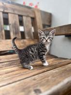 Kittens op zoek naar een lief baasje, Meerdere dieren, Kortharig, 0 tot 2 jaar