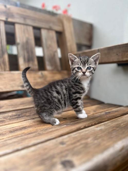 Kittens op zoek naar een lief baasje, Dieren en Toebehoren, Katten en Kittens | Overige Katten, Kortharig, Meerdere dieren, 0 tot 2 jaar