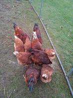 5 Isa Brown hanen te koop 4 maanden oud, Dieren en Toebehoren, Pluimvee, Mannelijk, Kip