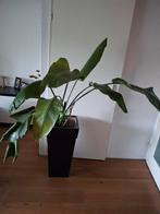 Strelitzia plant met zwarte pot, Tuin en Terras, Planten | Tuinplanten, Ophalen of Verzenden, Zomer, Overige soorten