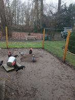 Ancona krielkip, Dieren en Toebehoren, Meerdere dieren, Kip