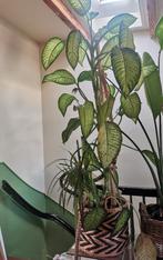 Groot Dieffenbachia, 180cm, Ophalen of Verzenden, In pot, Halfschaduw, 150 tot 200 cm