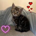 Mooiste kittens 💞, Dieren en Toebehoren, Katten en Kittens | Overige Katten, Meerdere dieren, Kortharig, 0 tot 2 jaar