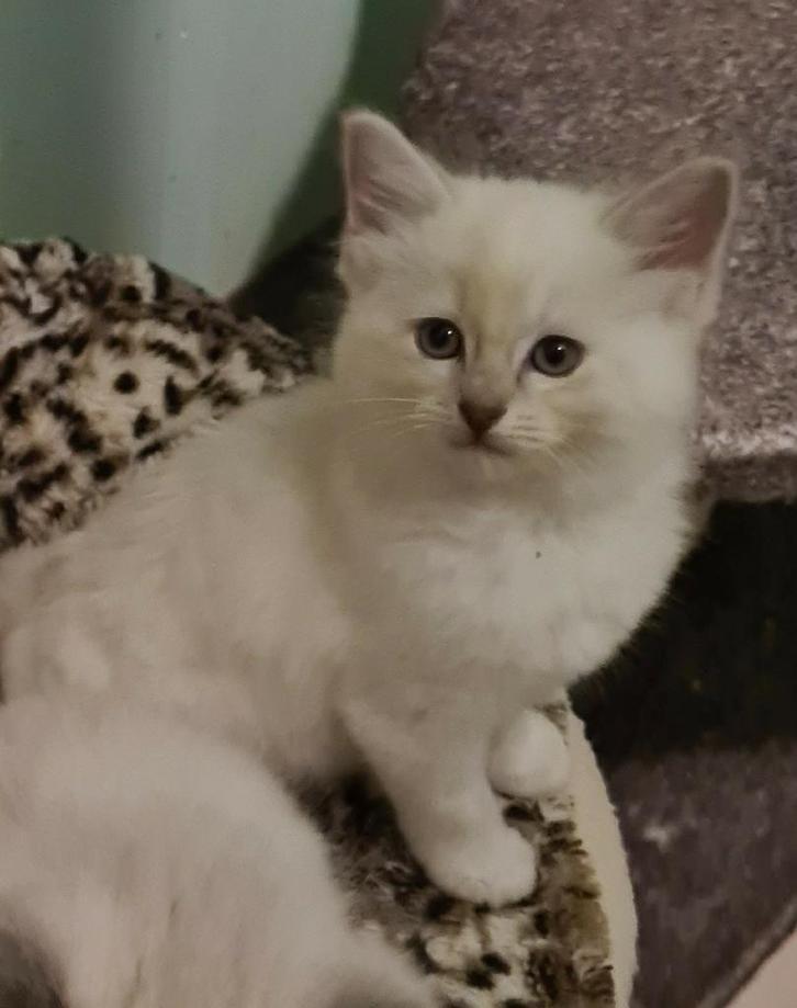 Ragdoll poesje gereserveerd, Dieren en Toebehoren, Katten en Kittens | Raskatten | Langhaar, Poes, 0 tot 2 jaar, Ontwormd, Ingeënt