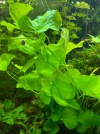 Lotus Plant Aquarium, Ophalen, Plant(en), Steen of Hout