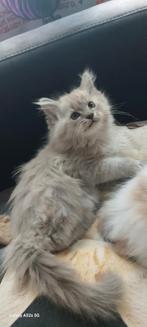 Geweldige Maine Coon kittens 😻😺💝💙🫶, Dieren en Toebehoren, Katten en Kittens | Raskatten | Langhaar, Meerdere dieren, Ontwormd