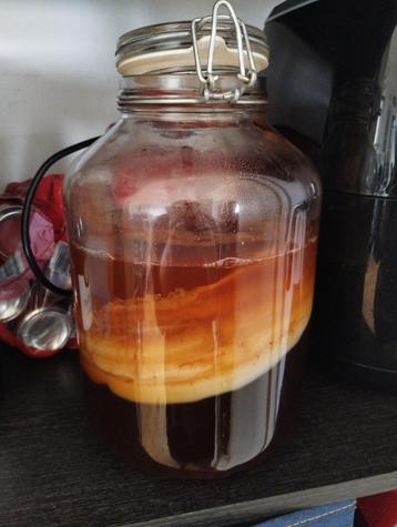 Skoby scoby kombucha starter beschikbaar voor biedingen