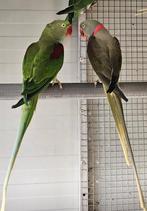 Alexanders ovj, Meerdere dieren, Parkiet, Geringd