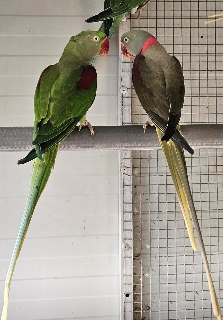 Alexanders ovj, Dieren en Toebehoren, Vogels | Parkieten en Papegaaien, Parkiet, Meerdere dieren, Geringd