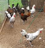 Haantjes Appenzeller spitskuifhoenen, Dieren en Toebehoren, Pluimvee, Mannelijk, Kip