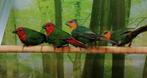 Roodkoppapegaaiamadines zeegroen +roodkoppapegaaiamadines, Dieren en Toebehoren, Meerdere dieren, Tropenvogel