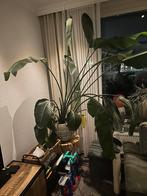 grote kamerplant, Overige soorten, 150 tot 200 cm, Halfschaduw, Ophalen