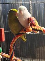 Koppel Forpussen dwergpapegaaien, Dieren en Toebehoren, Meerdere dieren, Dwergpapegaai of Agapornis, Geringd