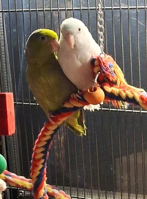Koppel Forpussen dwergpapegaaien, Dieren en Toebehoren, Vogels | Parkieten en Papegaaien, Dwergpapegaai of Agapornis, Meerdere dieren