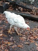 Grote jonge witte haan, Dieren en Toebehoren, Mannelijk, Kip