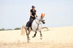 Paard te koop, Dieren en Toebehoren, Paarden, Ruin, 7 tot 10 jaar, 160 tot 165 cm, Met stamboom