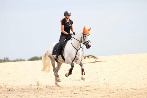 Paard te koop, Dieren en Toebehoren, Paarden, Ruin, 160 tot 165 cm, 7 tot 10 jaar, Recreatiepaard, Met stamboom, Ingeënt