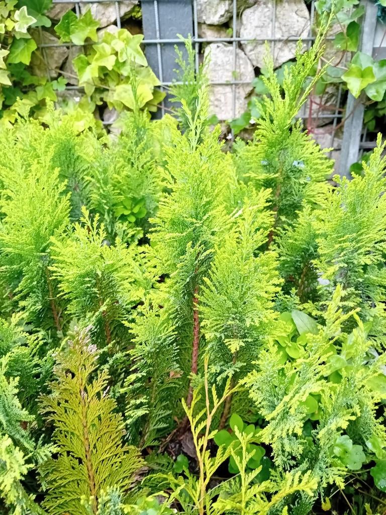 Coniferen 150 stuks, Tuin en Terras, Planten | Struiken en Hagen, Ophalen of Verzenden, Conifeer, Minder dan 100 cm