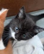 Kitten, Dieren en Toebehoren
