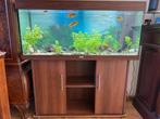 aquarium, Dieren en Toebehoren, Ophalen, Zo goed als nieuw, Gevuld zoetwateraquarium
