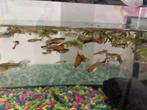 Guppen, Dieren en Toebehoren, Vissen | Aquariumvissen, Overige typen