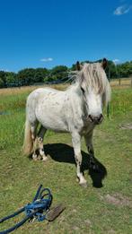 Appaloosa pony Teun!, Dieren en Toebehoren, Pony's, Gechipt, Ruin, 0 tot 2 jaar, A pony (tot 1.17m)
