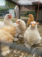Cochin kippen, Dieren en Toebehoren, Pluimvee, Meerdere dieren, Kip