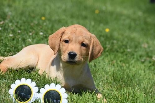 Labrador pups nieuw nestje, Dieren en Toebehoren, Honden | Retrievers, Spaniëls en Waterhonden, Meerdere dieren, Labrador retriever