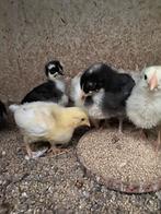 14 legkip kuikens tekoop, Dieren en Toebehoren, Pluimvee, Geslacht onbekend, Kip