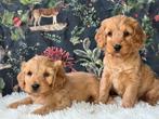 Cockapoo pups  medium doodles 1150€, Dieren en Toebehoren, Honden | Chihuahua's en Gezelschapshonden, Nederland, Overige rassen