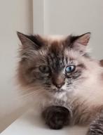 Ragdoll langharig herplaatsing, Poes