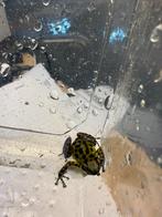 Volwassen man pumilio colon ., Dieren en Toebehoren, Reptielen en Amfibieën