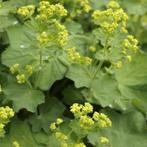 vrouwenmantel alchemilla mollis, Ophalen, Bodembedekkers, Volle zon, Vaste plant