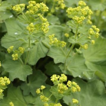 vrouwenmantel alchemilla mollis beschikbaar voor biedingen