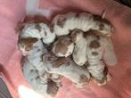 Engelse Cocker Spaniël pups te koop., Dieren en Toebehoren, Honden | Retrievers, Spaniëls en Waterhonden, België, Fokker | Hobbymatig