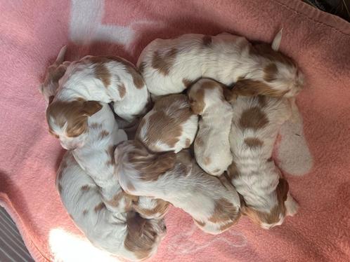 Engelse Cocker Spaniël pups te koop., Dieren en Toebehoren, Honden | Retrievers, Spaniëls en Waterhonden, Meerdere dieren, Spaniël