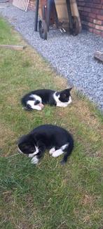 2 mooie katertjes te koop, Dieren en Toebehoren, Katten en Kittens | Overige Katten, Kater, Kortharig
