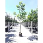 juglans regia walnoot boom, Tuin en Terras, Planten | Bomen, Ophalen, Halfschaduw, Overige soorten, Lente