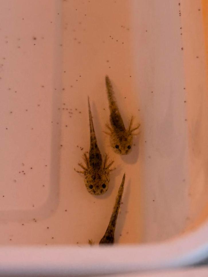 Gezonde Axolotl baby’s – Afhalen 8 weken – Doesburg, Dieren en Toebehoren, Reptielen en Amfibieën, Amfibie, 0 tot 2 jaar