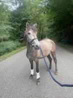Te koop: 4 jarige C pony merrie 1:37., Dieren en Toebehoren, Pony's, Merrie, Dressuurpony, Zadelmak, 3 tot 6 jaar