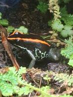 Phyllobates Vittatus, Ophalen