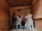 Super lieve en ondernemende kittens tijgertjes, Meerdere dieren, Ontwormd