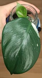 Philodendron white knight, Huis en Inrichting, Kamerplanten, Ophalen of Verzenden, Halfschaduw, Minder dan 100 cm