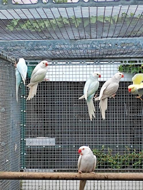 5 jonge halsbanden van 2025, Dieren en Toebehoren, Vogels | Parkieten en Papegaaien, Parkiet, Geslacht onbekend, Geringd