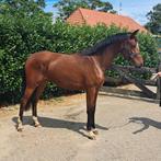 Bloedmooie merrie nieuw paard oude advertentie, Dieren en Toebehoren, Paarden, Merrie, Dressuurpaard, 0 tot 2 jaar, Onbeleerd